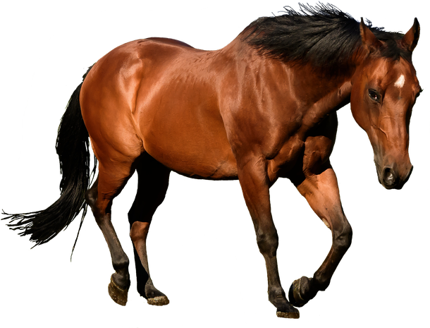 0-4918_horse-png-picture-illustrator-horse
